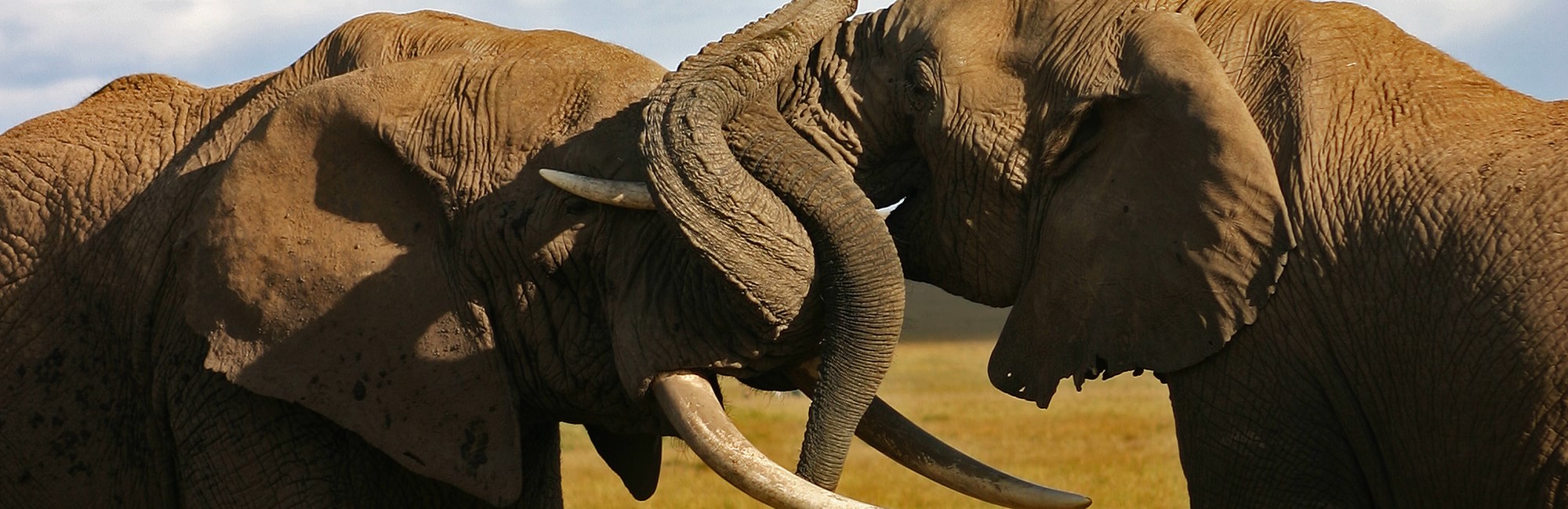 save the elephants, elephant bulls, elephants, poaching, ivory poaching, say no to ivory, STE, wildlife conservation, wildlife, elephant tusks, Samburu National Reserve, Kenya