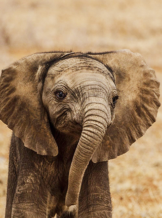 Donate - Save the Elephants