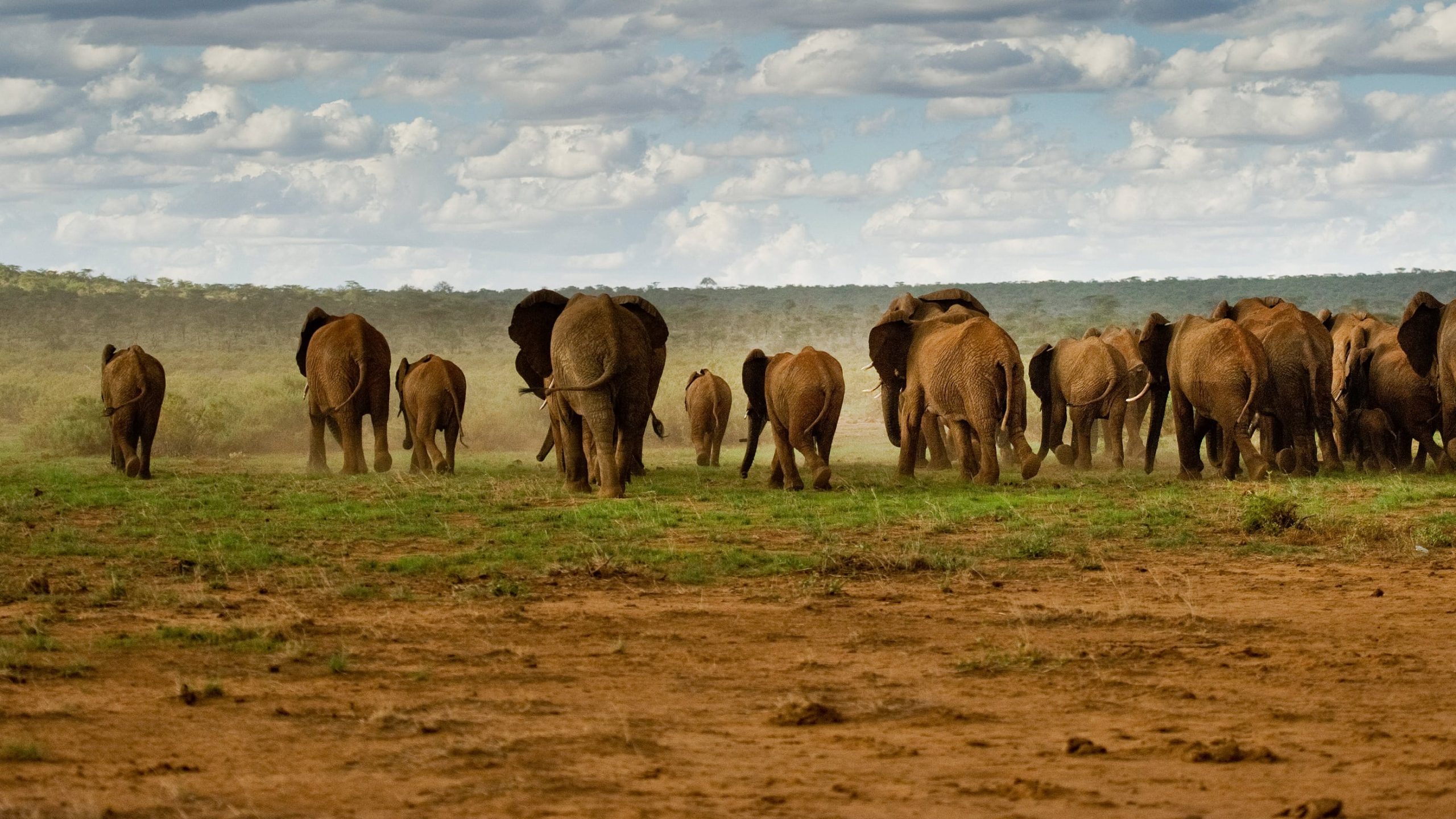 save the elephants, elephant, elephants are important, why elephants are important, STE, wildlife conservation, wildlife, elephant tusks, Samburu National Reserve, Kenya, elephant herd, river crossing
