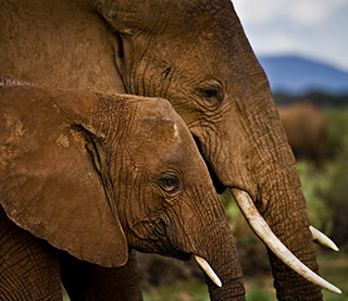 save the elephants, elephant, elephants are important, why elephants are important, STE, donate, wildlife conservation, wildlife, elephant tusks, Samburu National Reserve, Kenya, Koilatel, poaching, poaching crisis, poached, elephant poaching