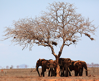 save the elephants, elephant, habitat loss, habitat, STE, wildlife conservation, wildlife, elephant tusks, Samburu National Reserve, Kenya