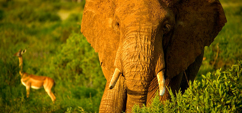 save the elephants, elephant, elephants are important, why elephants are important, STE, wildlife conservation, wildlife, elephant tusks, Samburu National Reserve, Kenya, research, samburu elephant projects