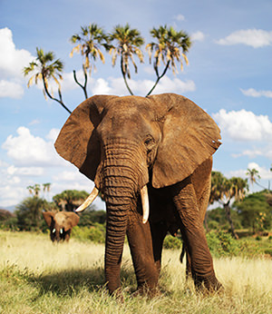 Why Elephants are Important - Save the Elephants