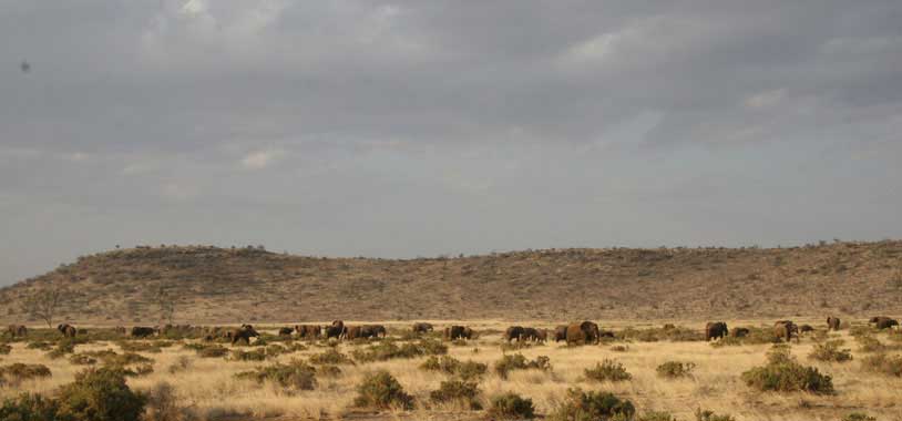 save the elephants, elephant, elephants are important, why elephants are important, STE, wildlife conservation, wildlife, elephant tusks, Samburu National Reserve, Kenya, human elephant conflict, landuse planning