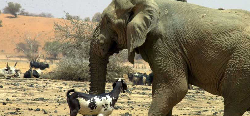 The Desert Elephants of Mali - Save the Elephants