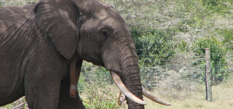 save the elephants, elephant, elephants are important, why elephants are important, STE, wildlife conservation, wildlife, elephant tusks, Samburu National Reserve, Kenya, awareness, geo-fencing, tracking, fencing