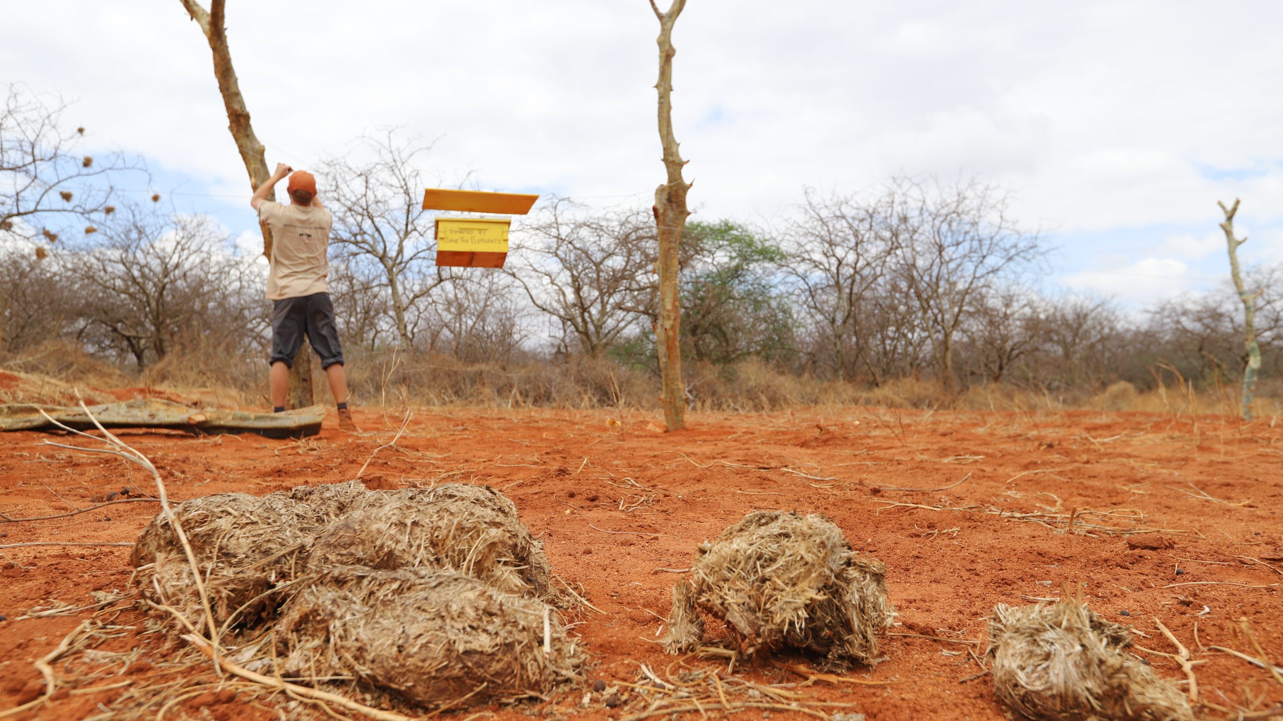 The Unique Function of HONEY BEES in Elephant Conservation