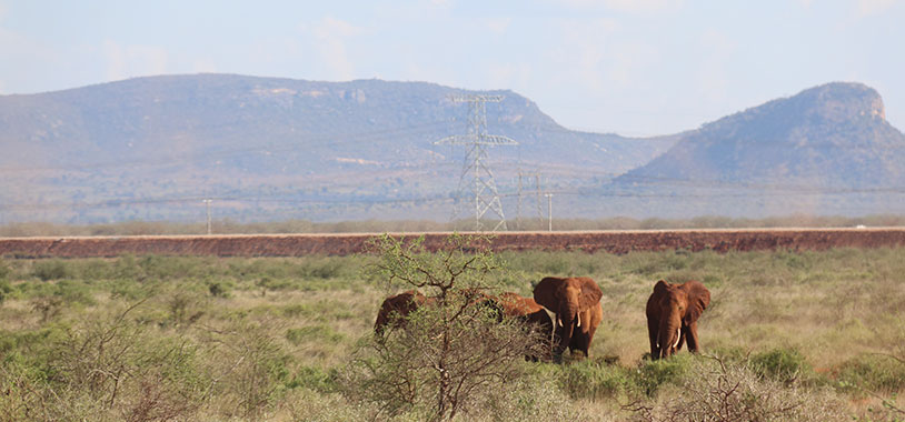 Group of Tsavo elephants near the road