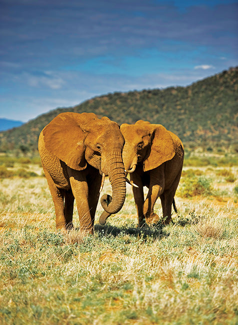 birds eye view elephant