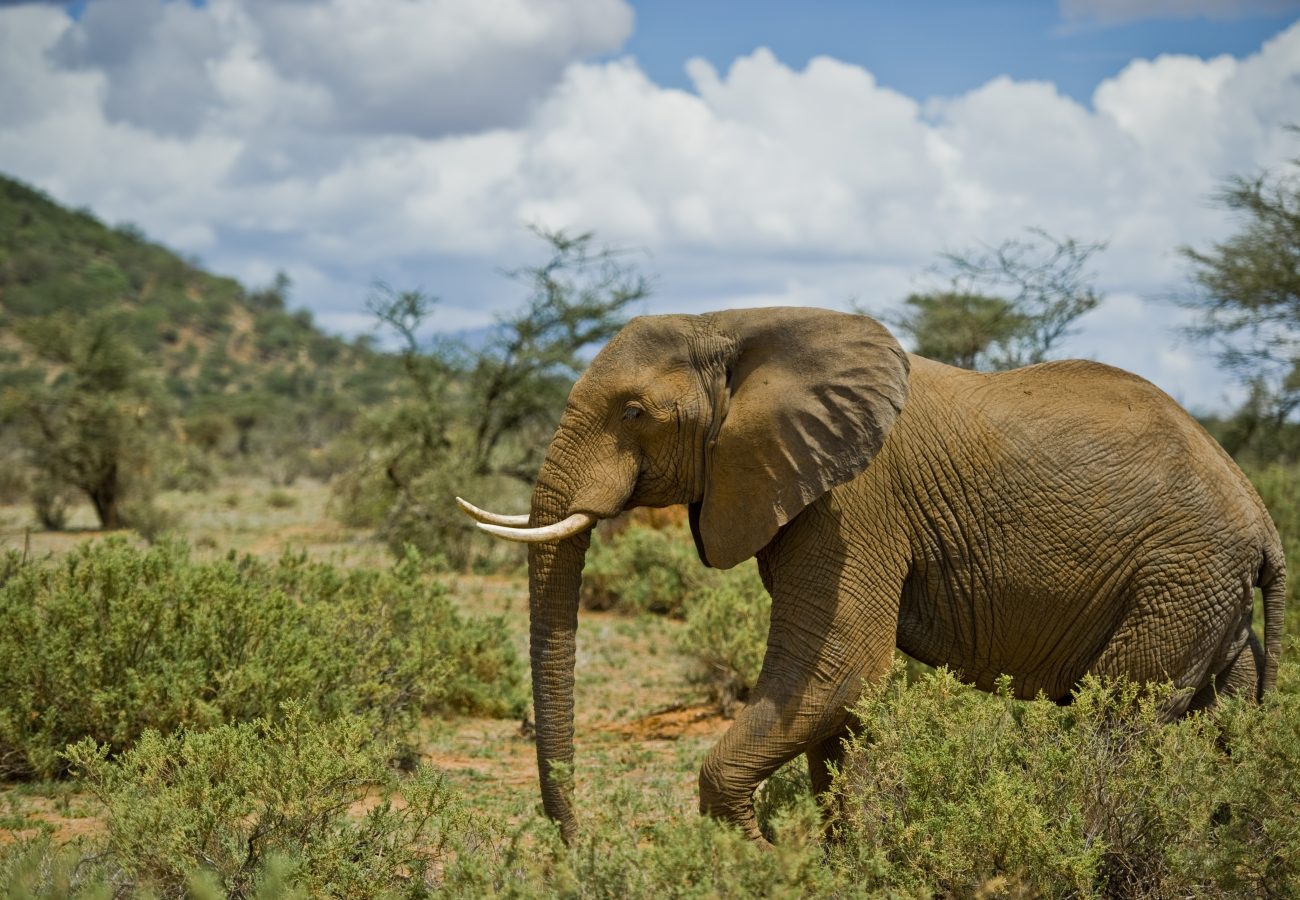 savetheelephants.org
