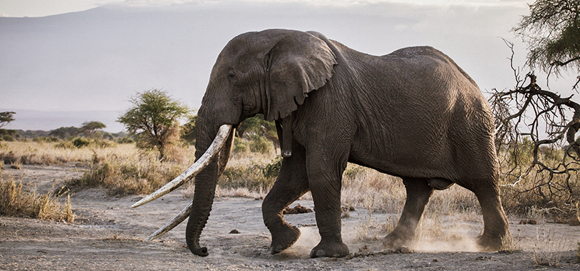 Big Tim, one of Kenya's last giant 'tusker' elephants, dies at 50