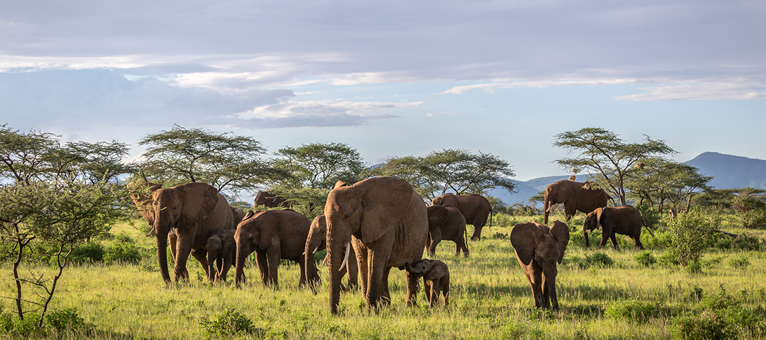  _990_https://www.savetheelephants.org/wp-content/uploads/2020/08/Samburu-elephants-by-Robbie.png