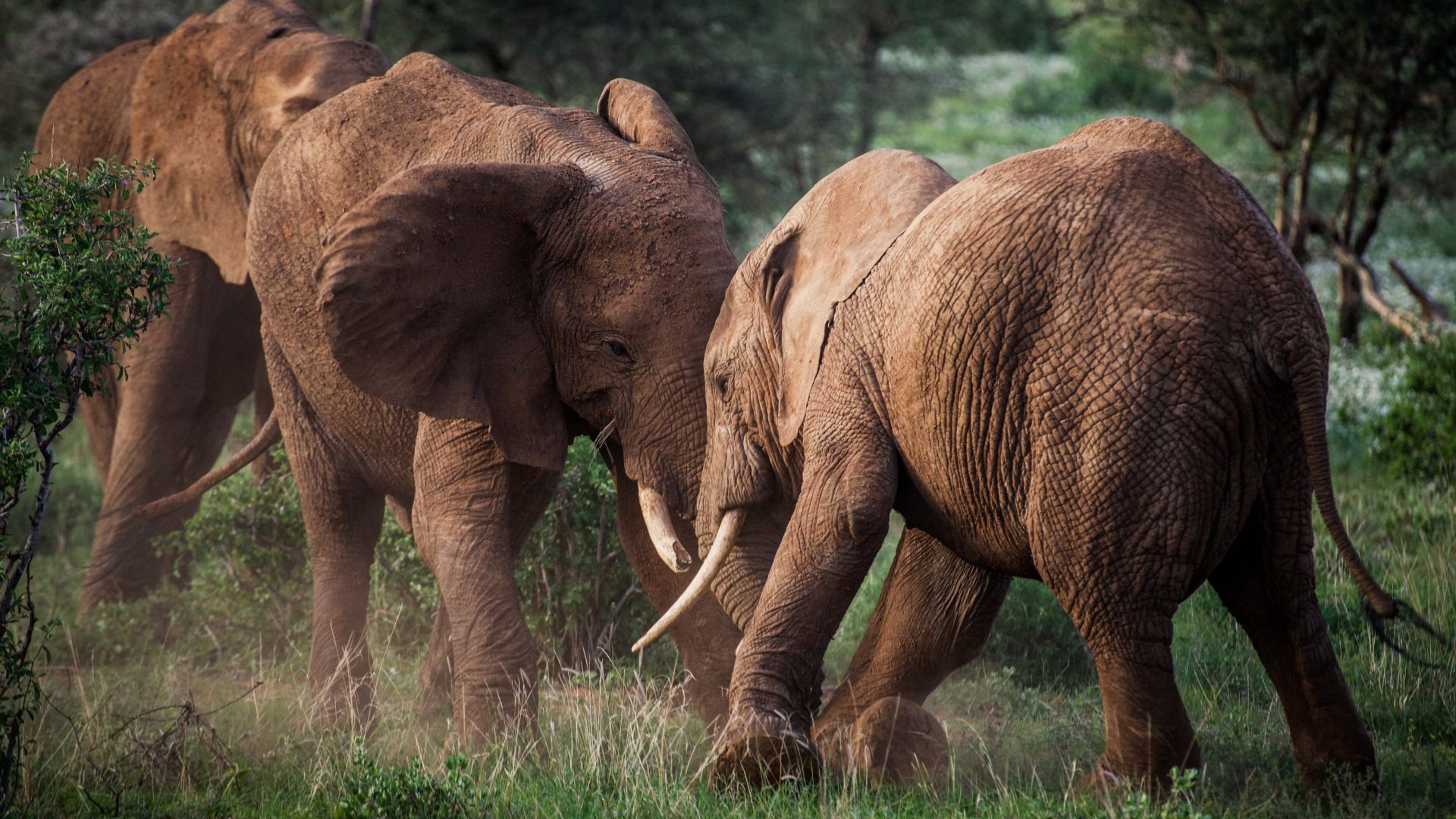 Stories Save the Elephants