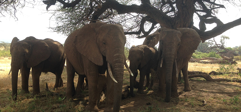 Elephant family shielding under a tree in Samburu