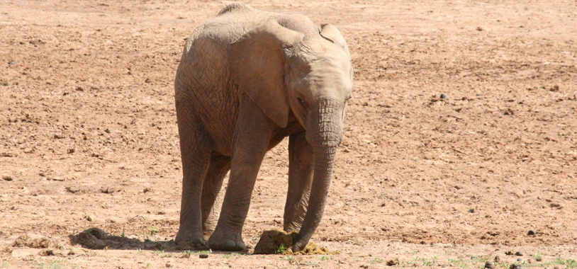 Flaubert’s 2012 calf, called R22.8912, picks up some of her fresh dung in her trunk