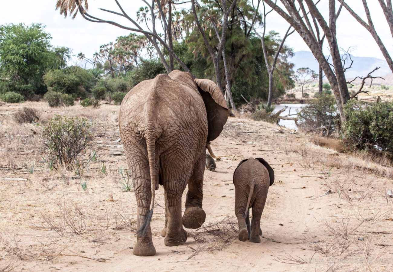 Elephant Trade Information System (ETIS)