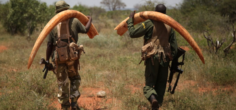 Two of six tusks that were recovered