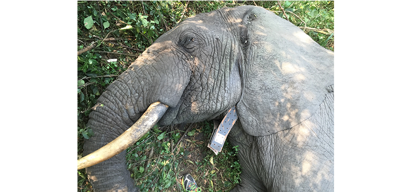 Kasale with his collar shortly before being revived. Note his small ears and straight tusks, typical of a forest elephant