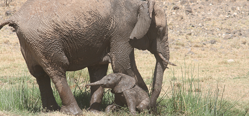 Zuni uses her trunk to help support her new baby up out of a water pool
