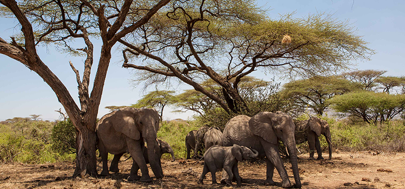 An elephant family in Samburu