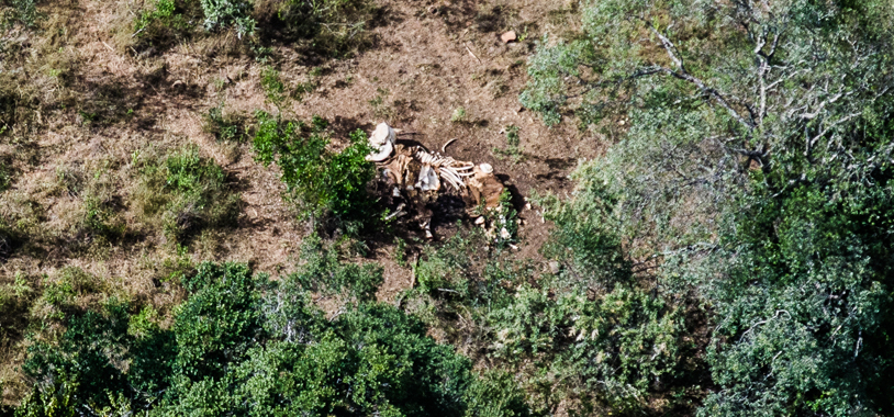 Cattle carcass on the Laikipia Conservancy