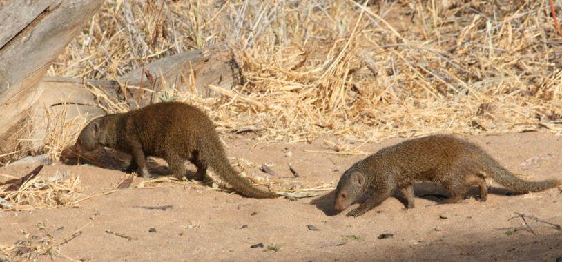 Two of our resident dwarf mongooses, nearby the table