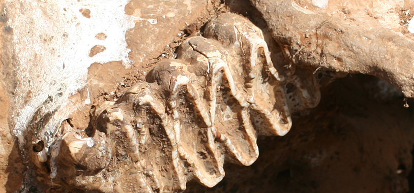 Elephant tooth on the roof of a skull’s mouth