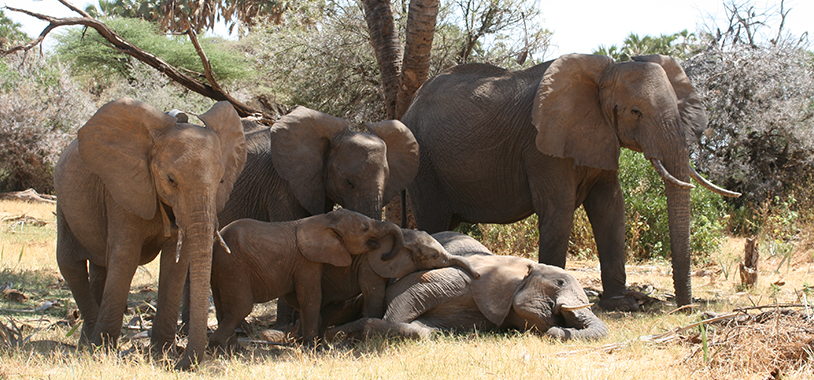 Georgia, at 11 years old, lies down much more than most elephants her age. Babies often lie down, older elephants more rarely...unless you are Georgia. This is her lying down with some of her family