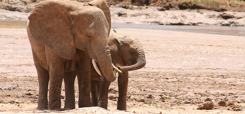 Don’t be fooled: It may look like a love clasp between trunks, but here Malka is actually pushing aside the trunk of her 2012 calf, who would not let her drink in peace