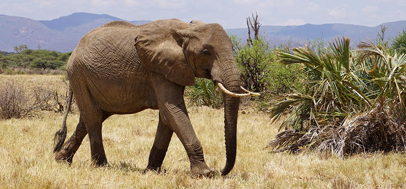 samburu-elephant