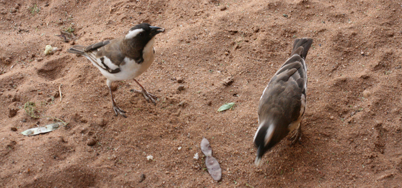 Sparrow weavers enjoying some bread crumbs