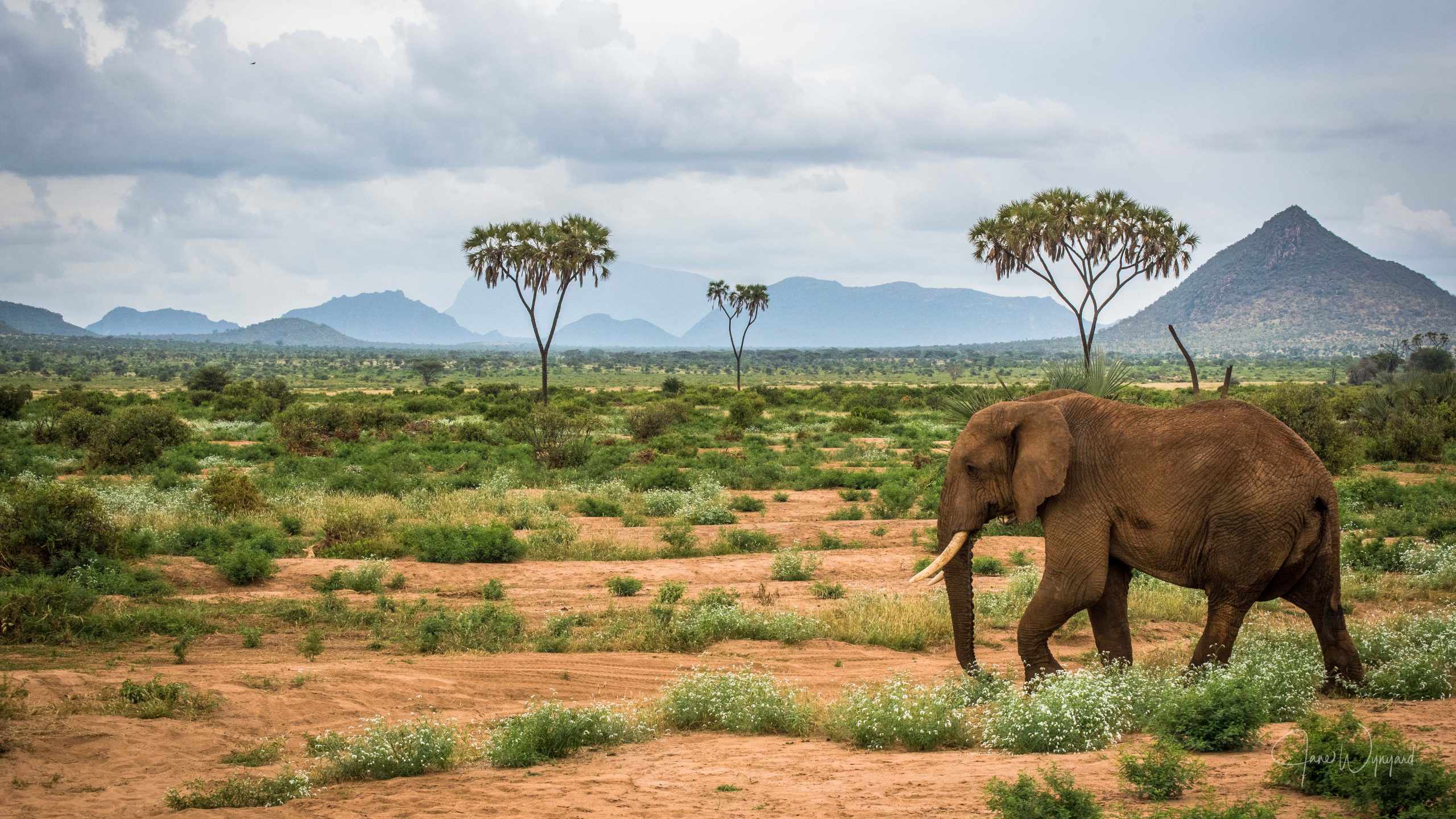 Save the Elephants - Securing a future for elephants and sustaining the  beauty and ecological integrity of the places where they live.
