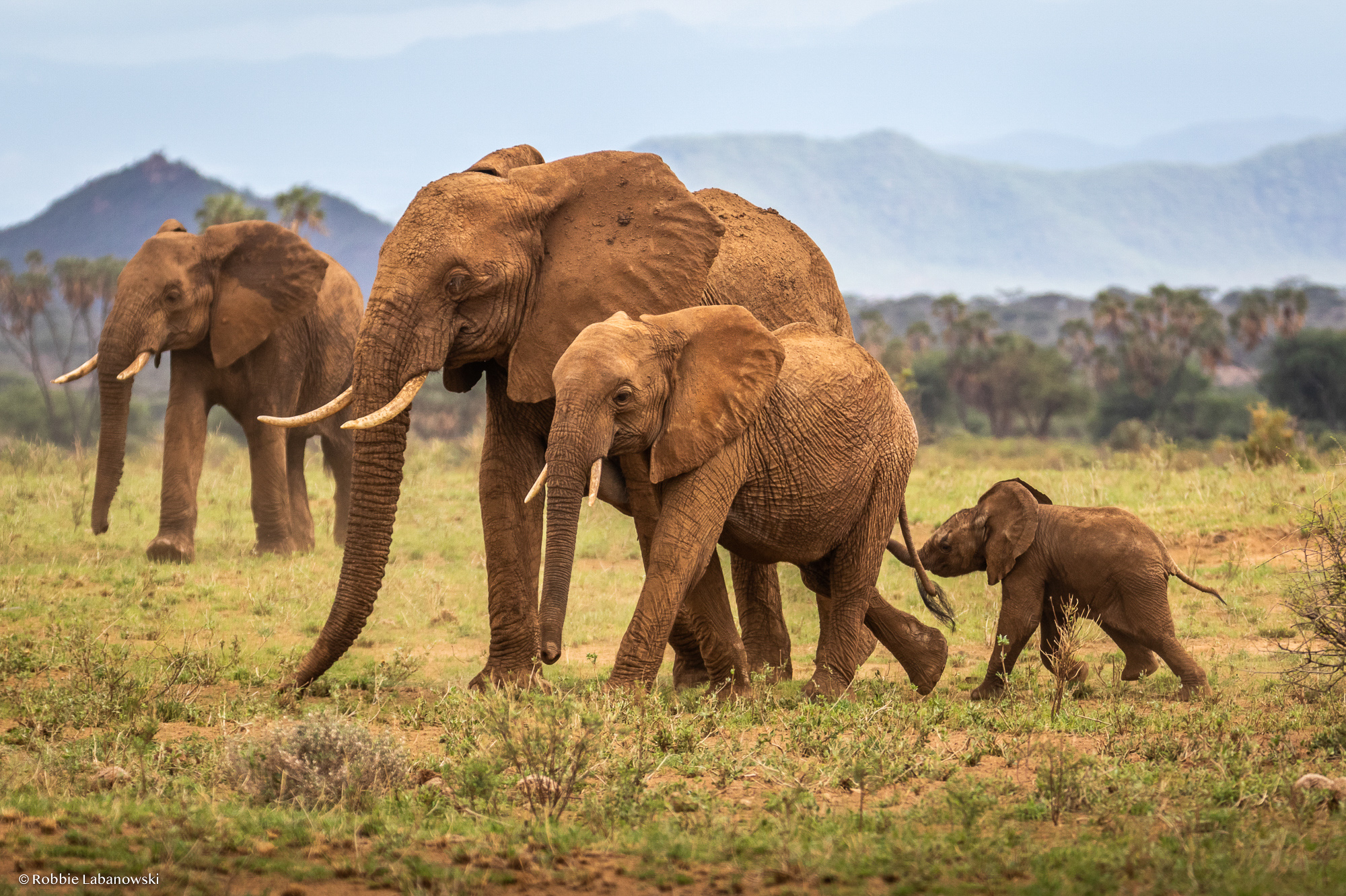 Giant Elephant Herd Ruaha