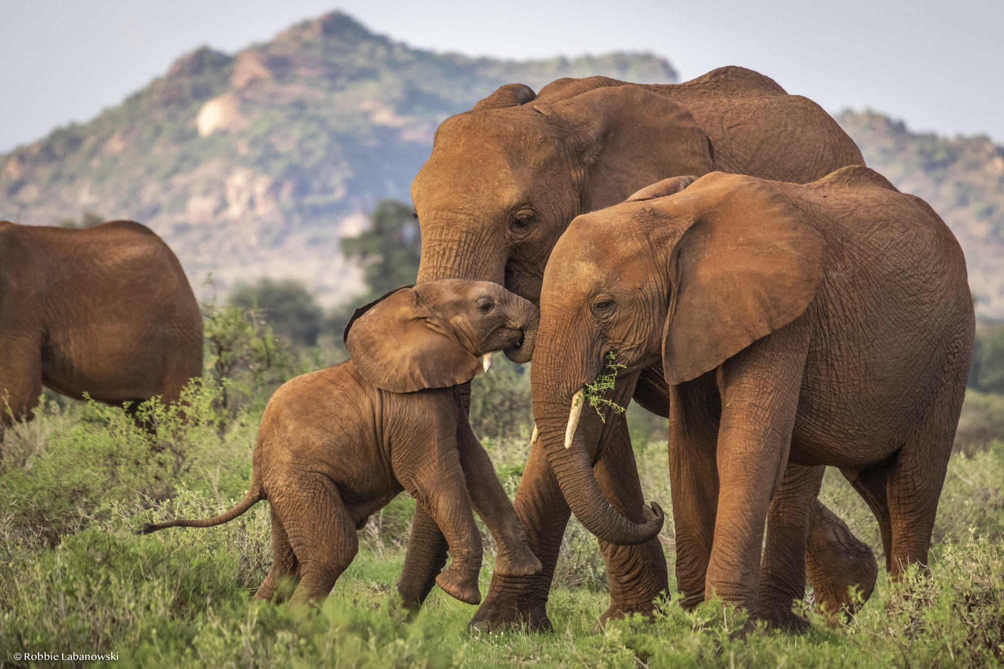 Donate Page US - Save the Elephants