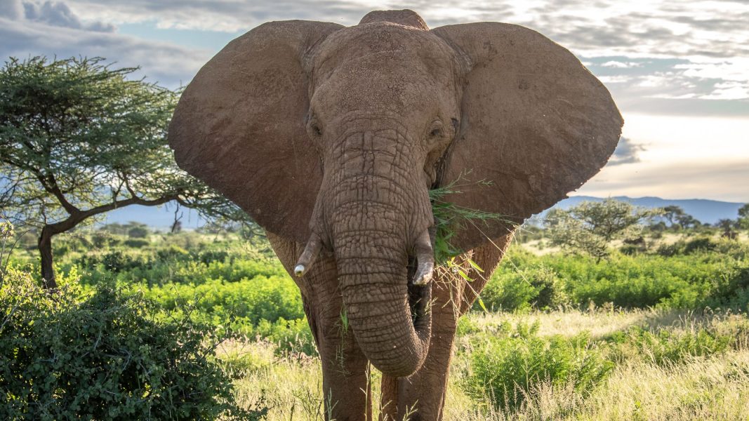 Brief History of Conservation – Elephant Listening Project