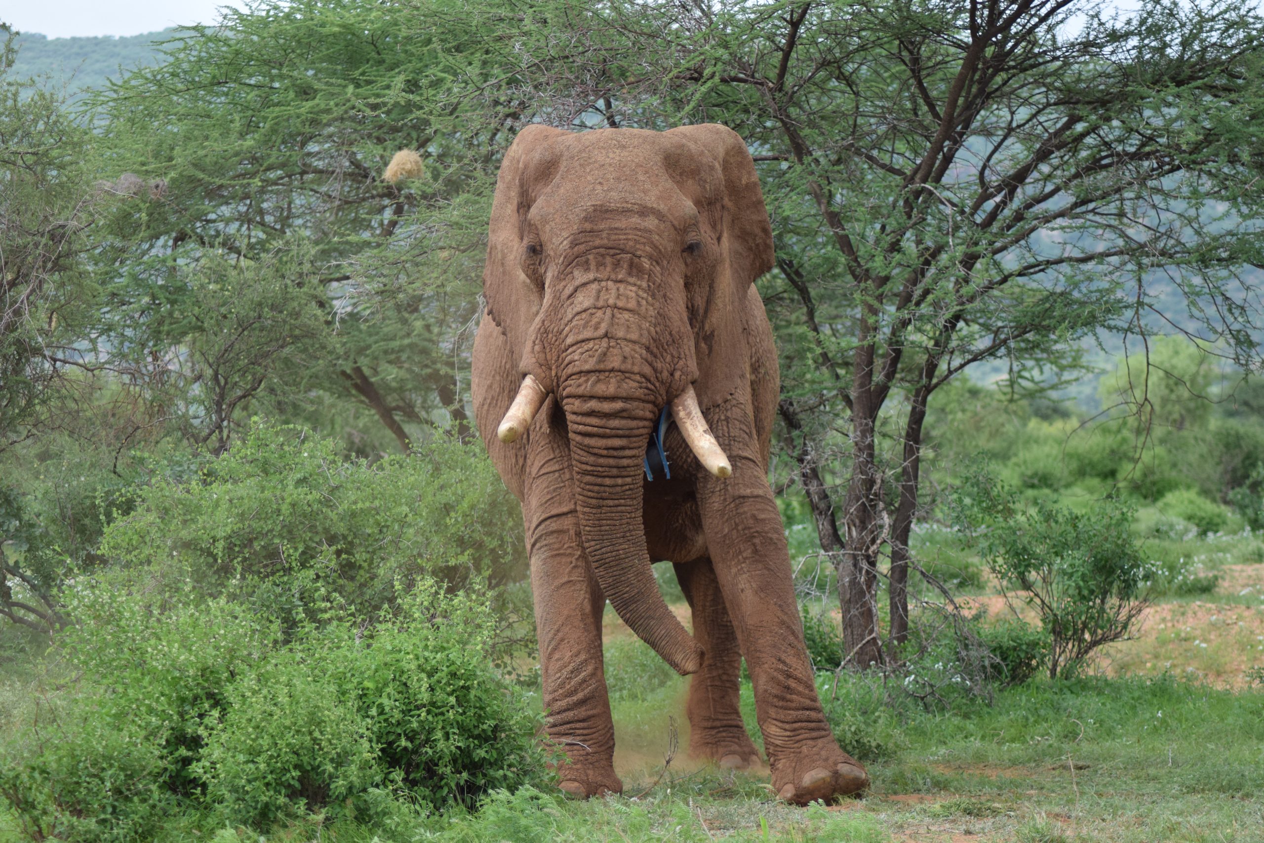 How beehive fences help reduce human-elephant conflict in Sagalla ...