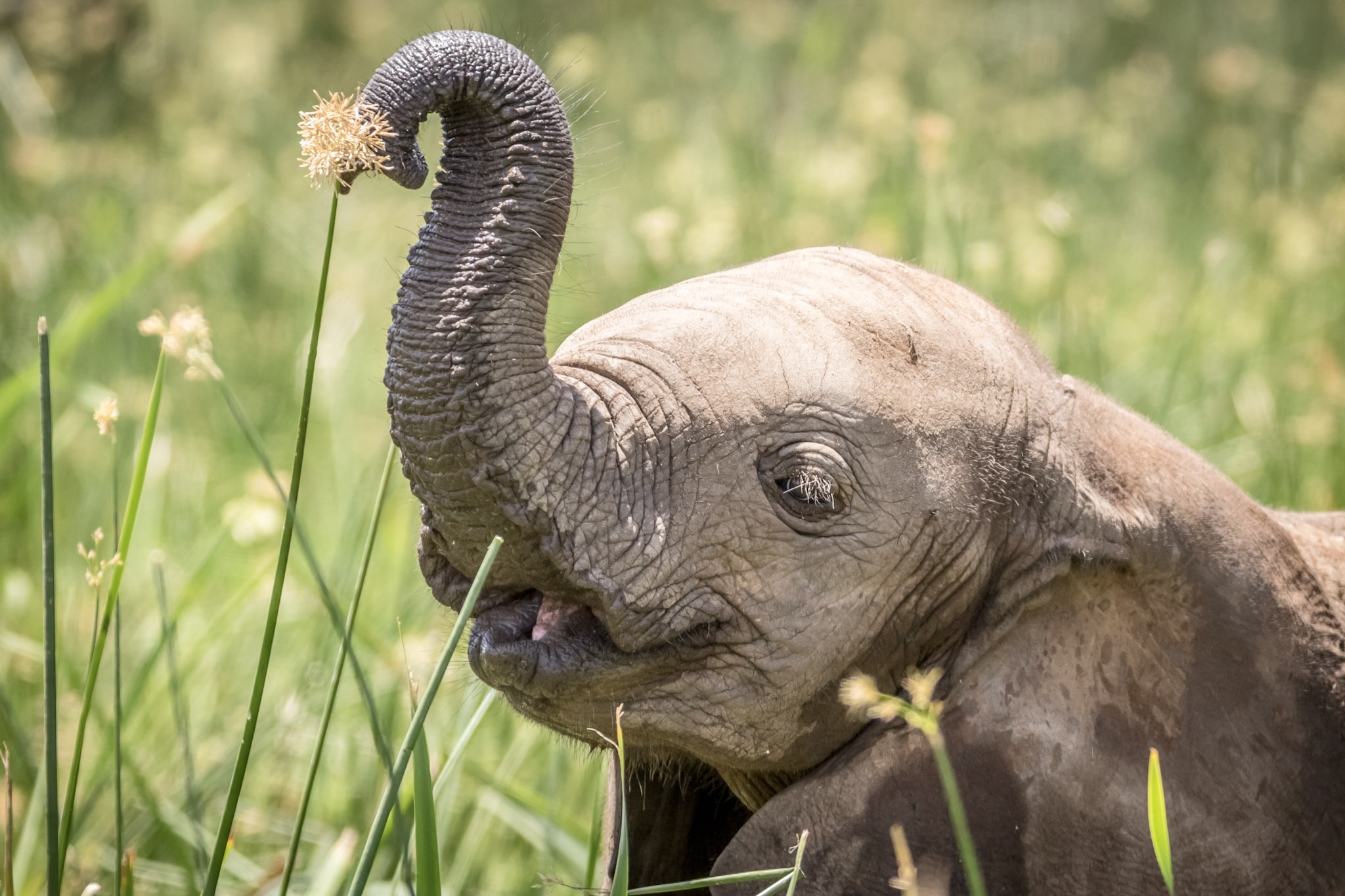 Donate cryptocurrency - Save the Elephants