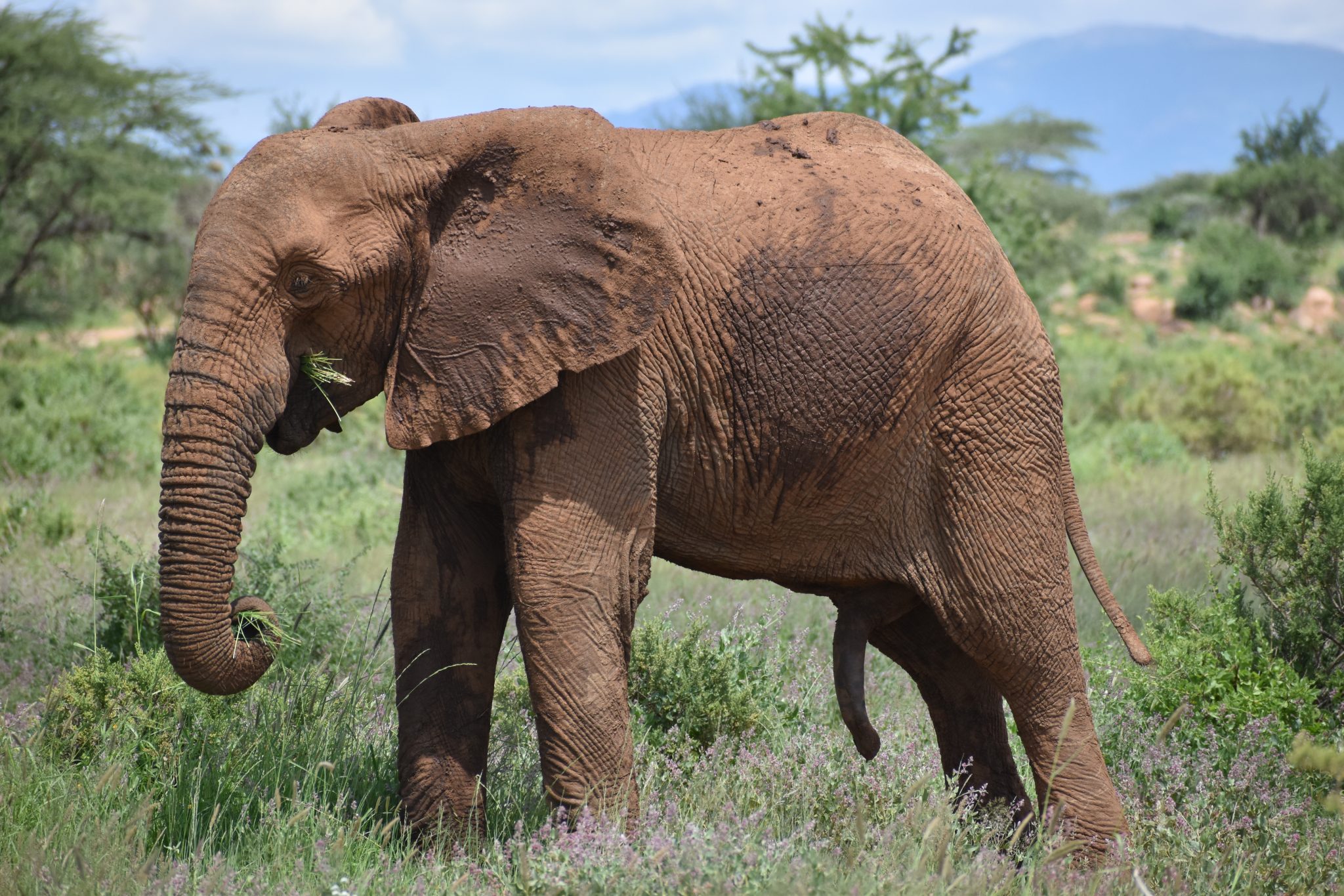 Mystery of Tuskless Male African Elephant Leaves Scientists Puzzled