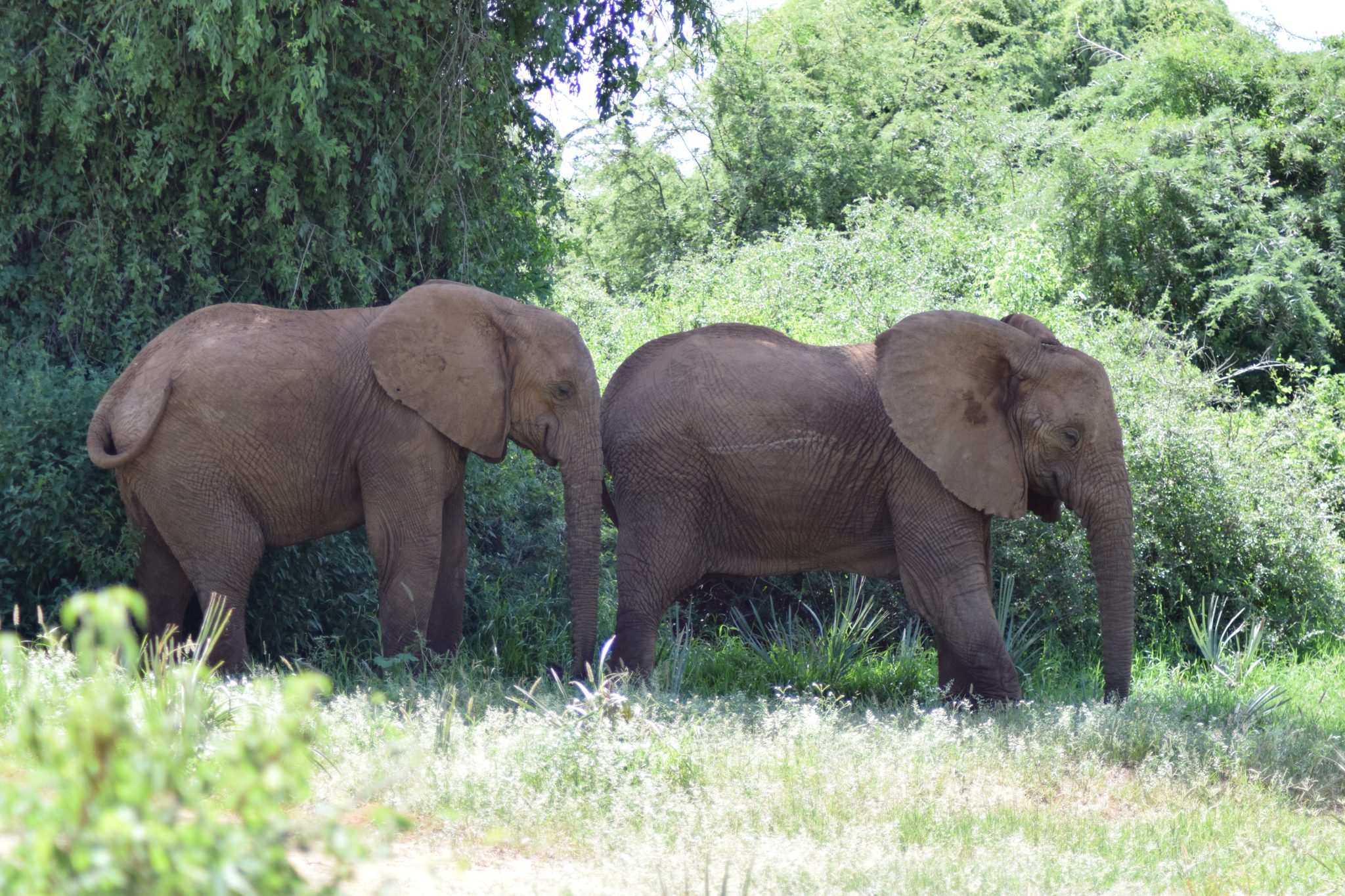 Mystery of Tuskless Male African Elephant Leaves Scientists Puzzled