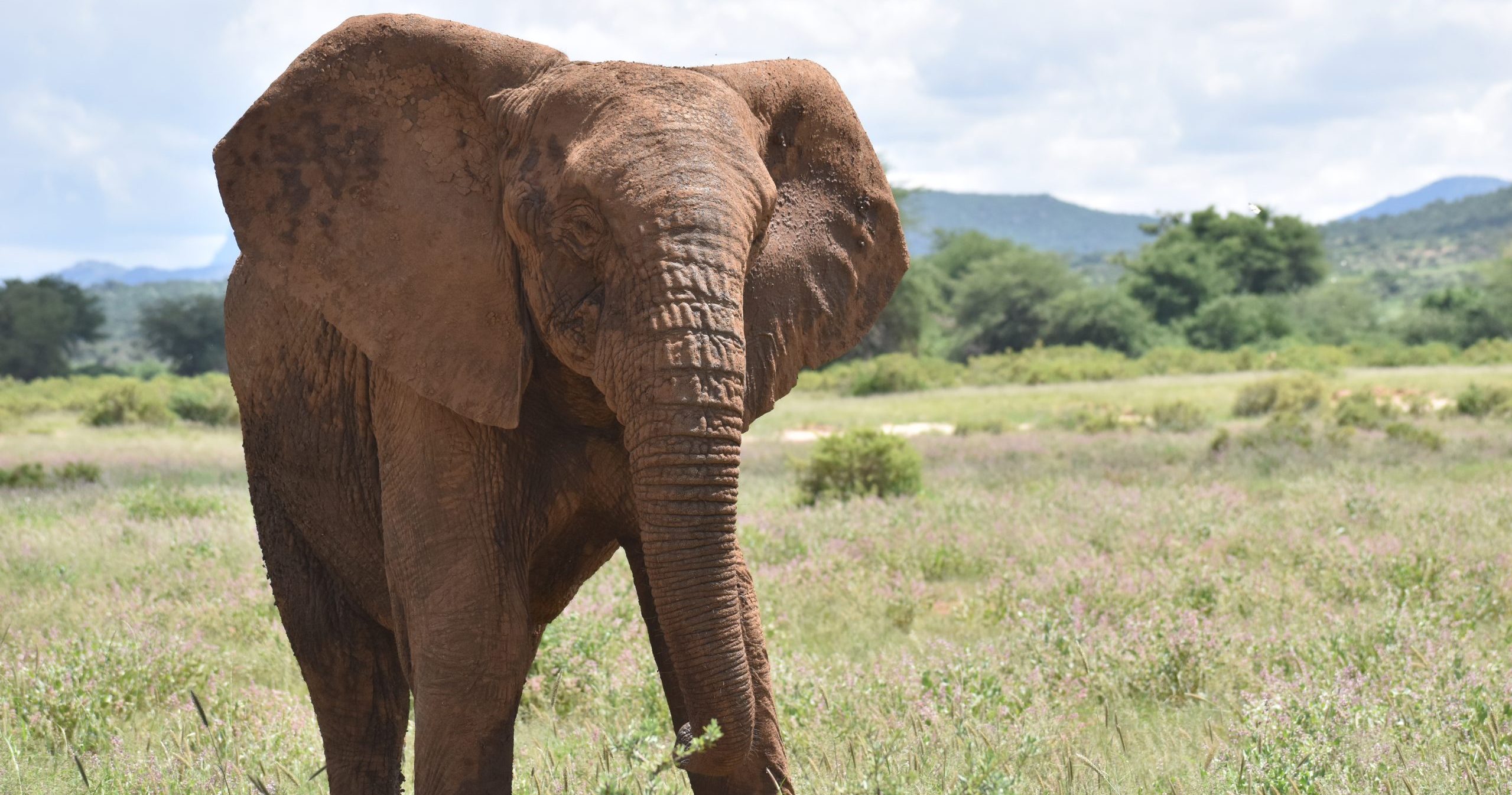 Mystery of Tuskless Male African Elephant Leaves Scientists Puzzled